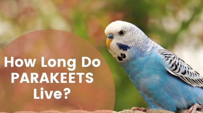 how long do budgies live