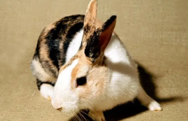 harlequin rabbit care