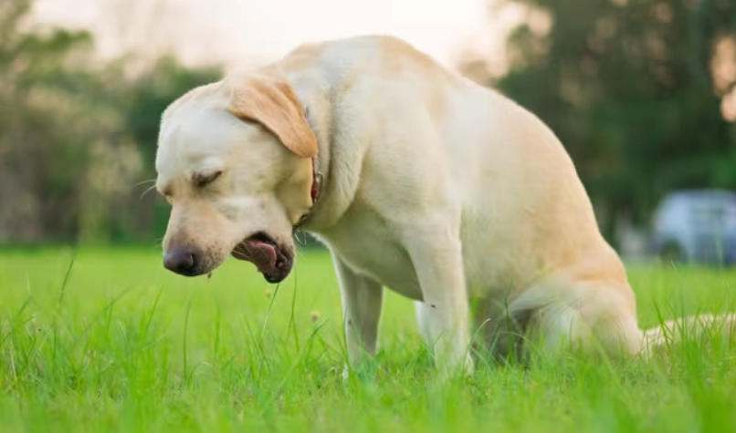 dog throwing up yellow bile treatment dog throwing up yellow bile treatment