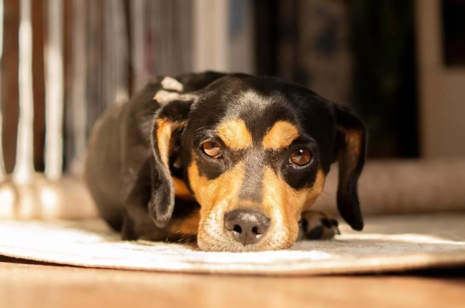 heartworm in dogs symptoms