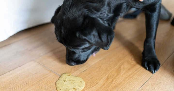 dog vomiting yellow bile dog vomiting yellow bile