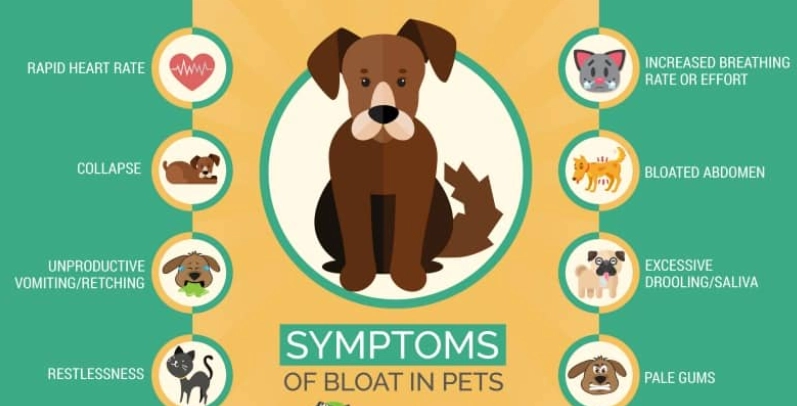 bloat in dogs symptoms