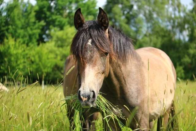 horse feeding guide