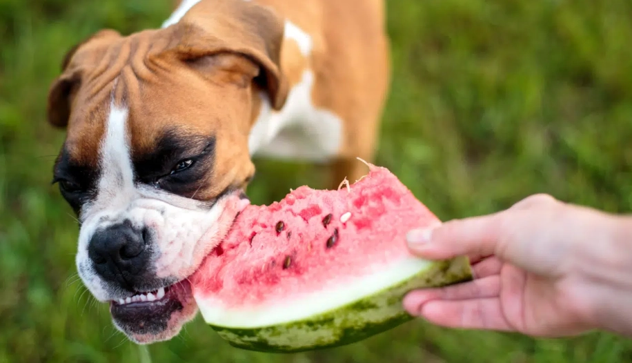 is watermelon rind safe for dogs is watermelon rind safe for dogs