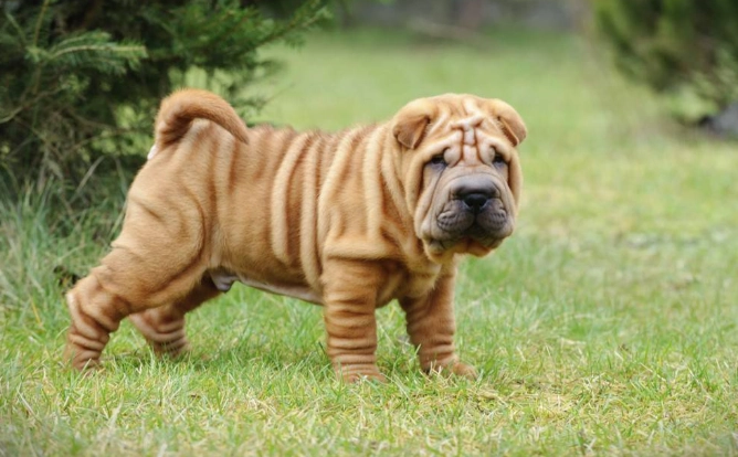 shar pei care
