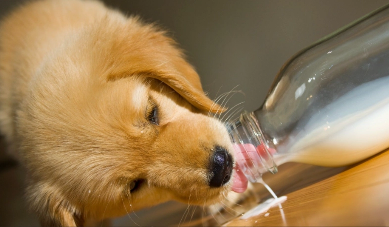 is milk bad for dogs