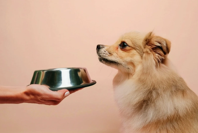 dog upset stomach remedies dog upset stomach remedies