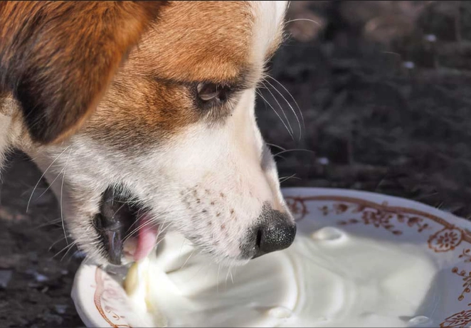 lactose intolerance in dogs