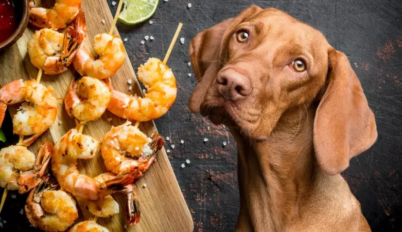 can dogs eat shrimp
