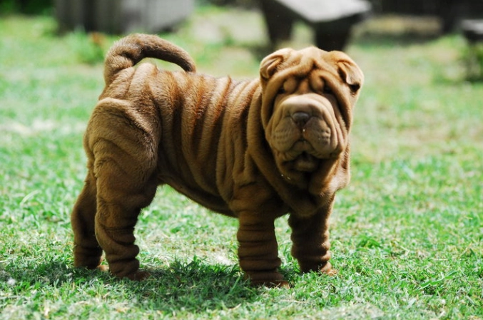 shar pei health problems