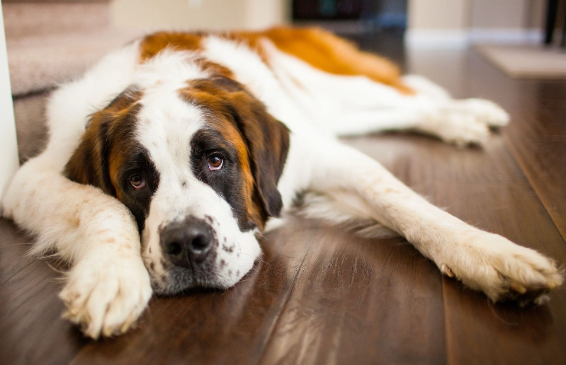 dog bloat treatment dog bloat treatment