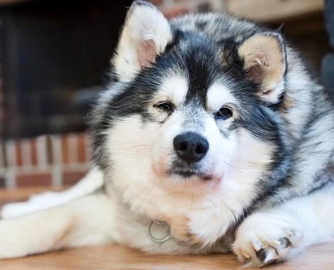 dog bloat treatment dog bloat treatment