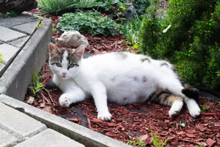 signs your cat is pregnant signs your cat is pregnant