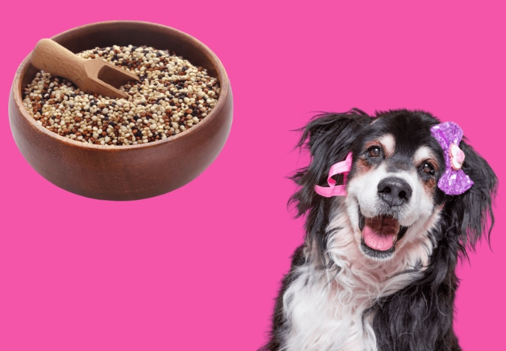is quinoa safe for dogs