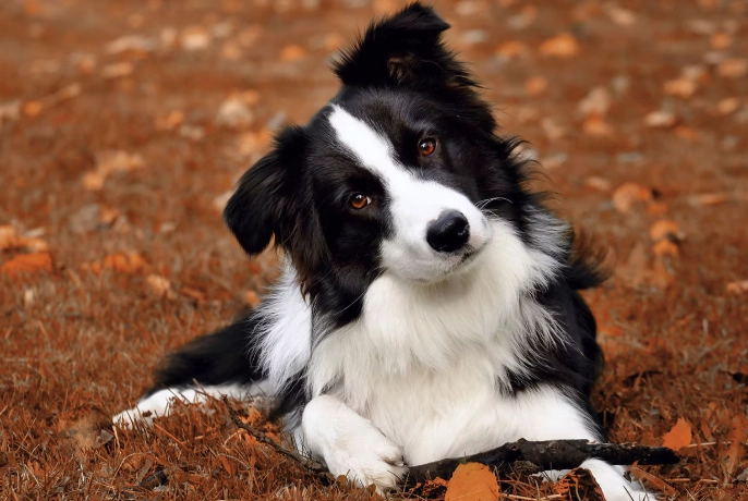 dog intelligence ranking