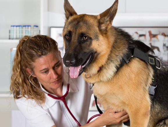 prevent dog bloat prevent dog bloat