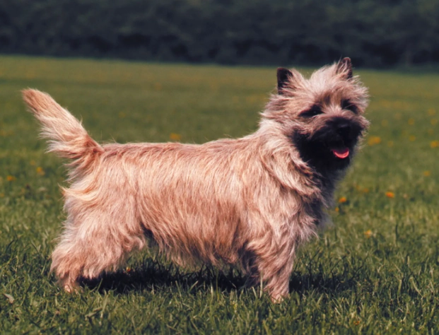 cairn terrier cairn terrier