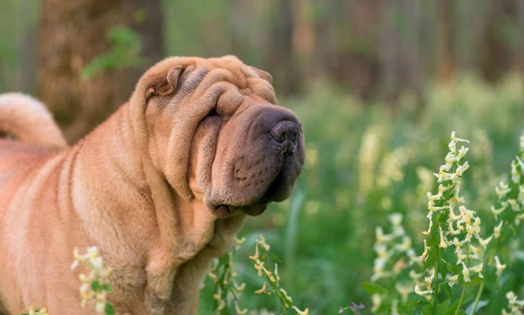 shar pei care