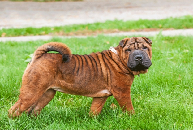 shar pei health problems