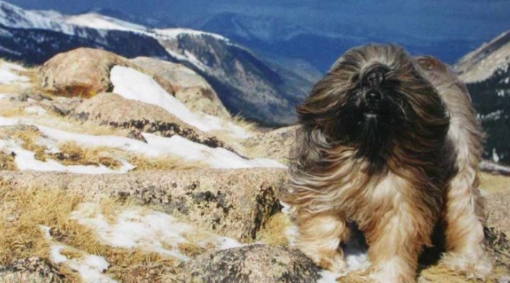 Himalayan Terrier dog