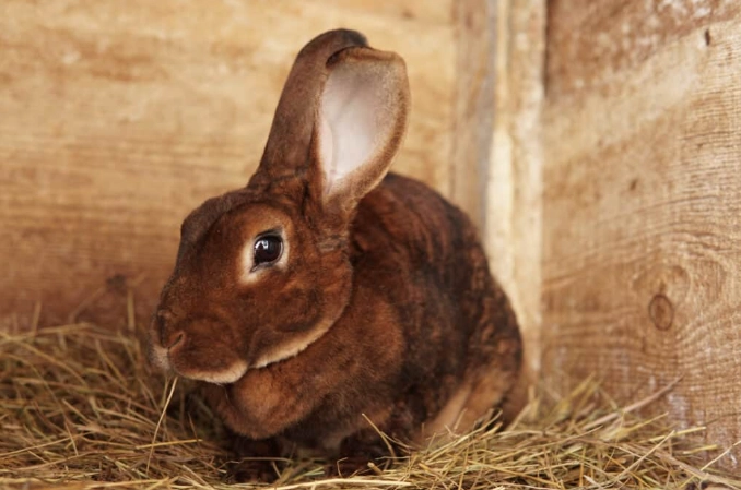 rex rabbit breed