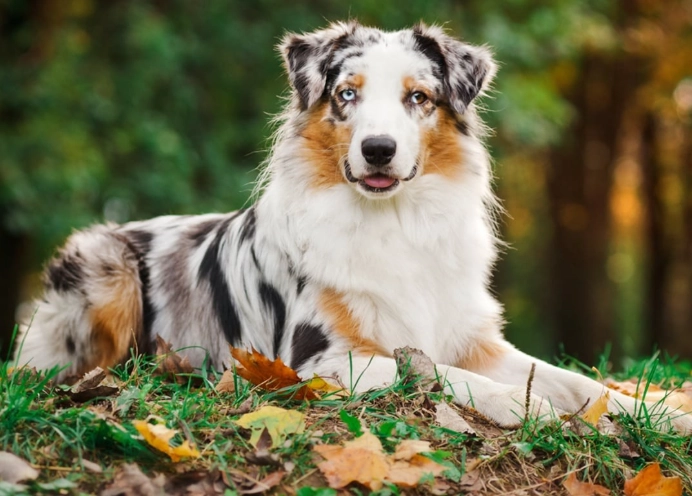 most intelligent dog