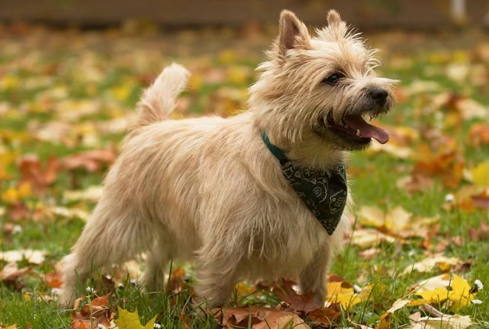 cairn terrier cairn terrier