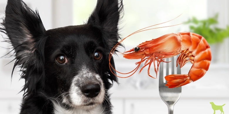 is shrimp safe for dogs