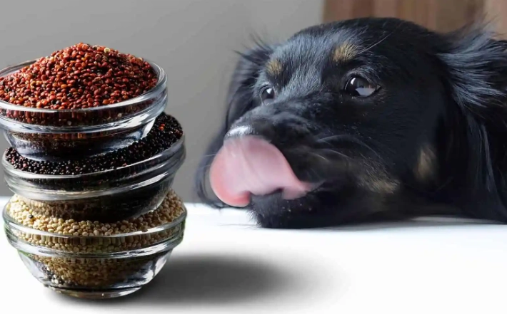 quinoa for dogs