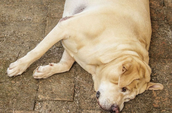 dog bloat symptoms dog bloat symptoms