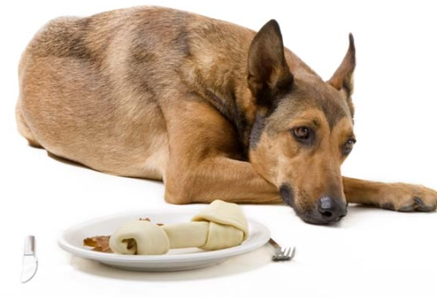 what to give a dog with upset stomach what to give a dog with upset stomach