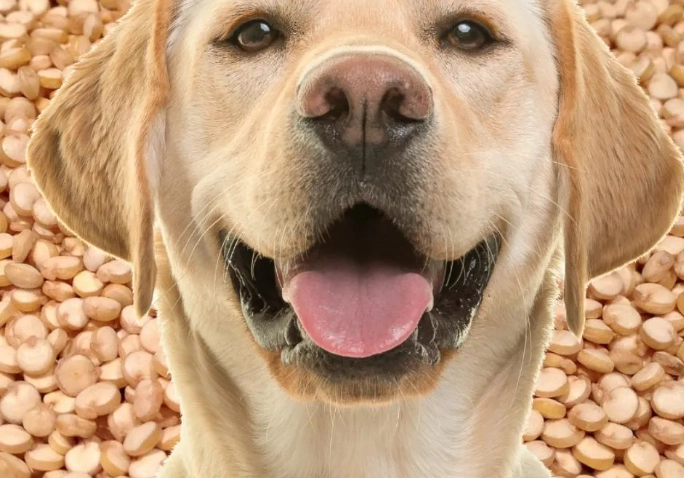 quinoa for dogs