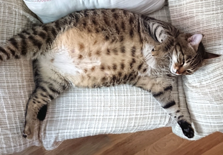 cat pregnancy timeline cat pregnancy timeline