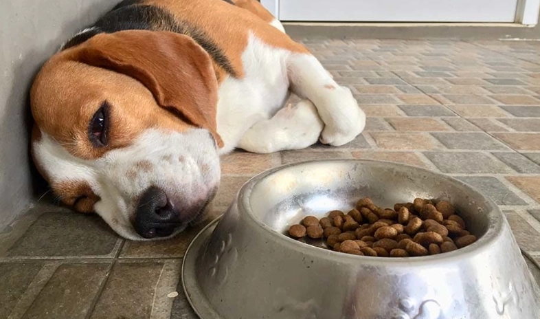 dog upset stomach remedies dog upset stomach remedies