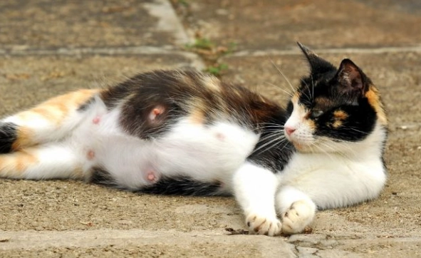 how long are cats pregnant how long are cats pregnant