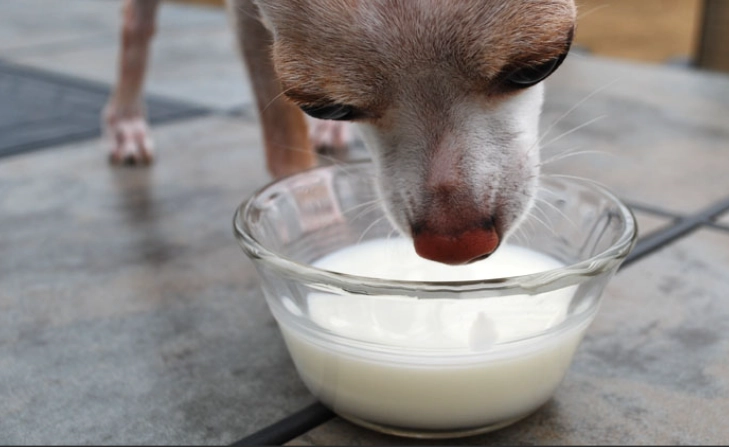 lactose intolerance in dogs