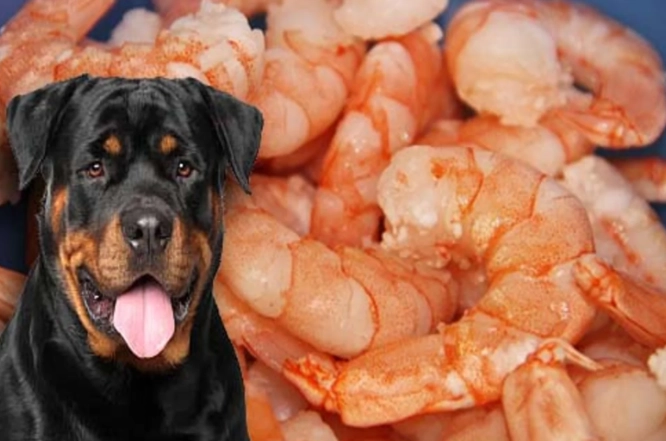 is shrimp safe for dogs