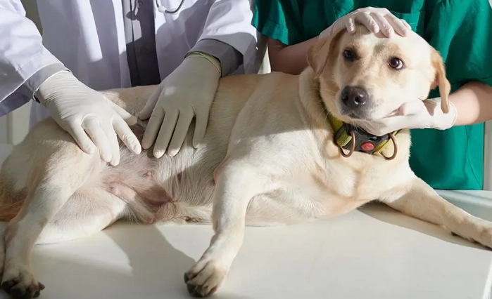 dog bloat symptoms dog bloat symptoms