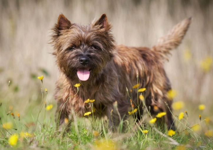 cairn terrier care cairn terrier care