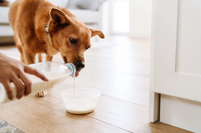 is milk bad for dogs
