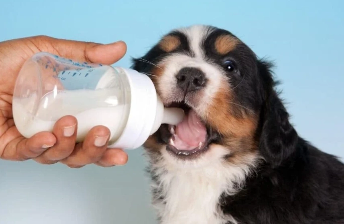 lactose intolerance in dogs