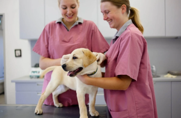 dog vaccination schedule dog vaccination schedule