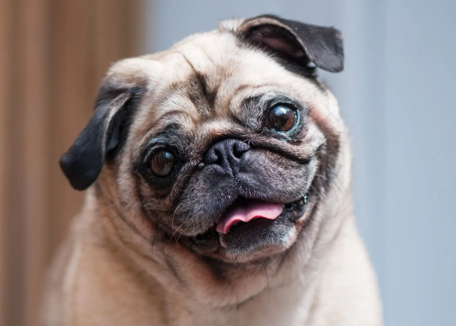 pug characteristics