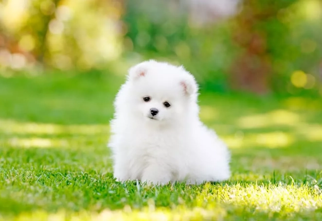 white fluffy dog
