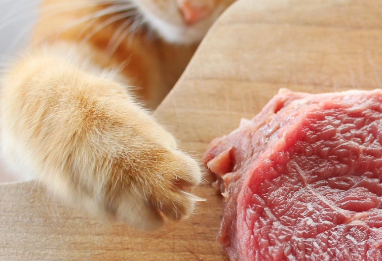 feeding pork to dogs