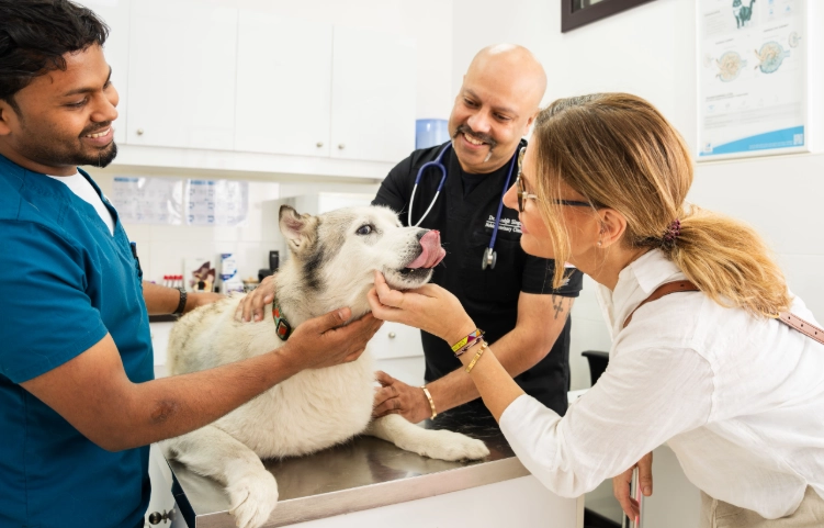 uti symptoms in dogs