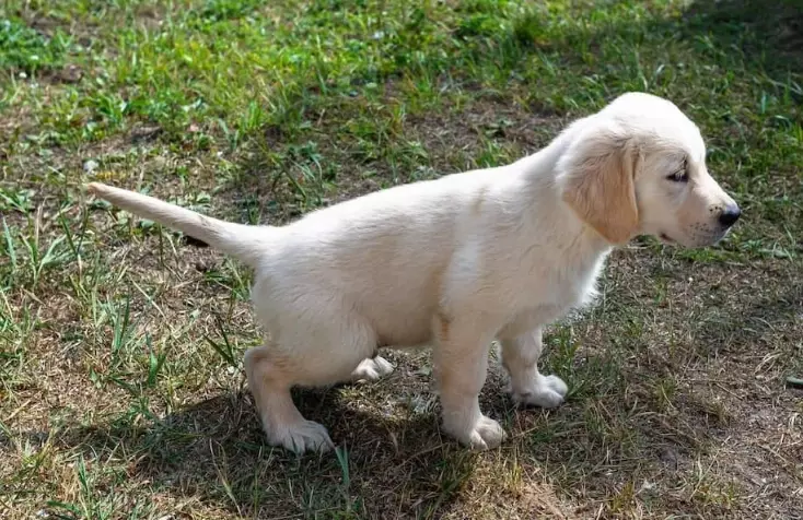 canine bladder infection symptoms