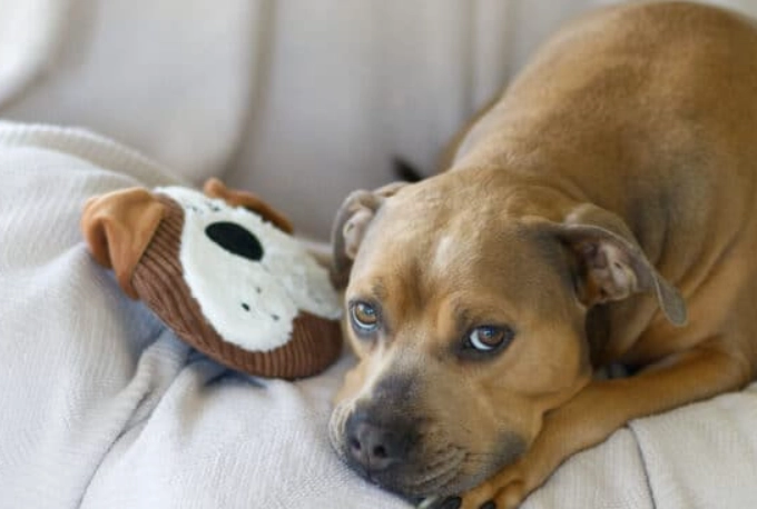 dog urinary tract infection signs