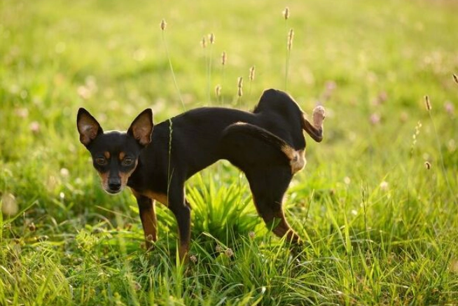 canine bladder infection symptoms