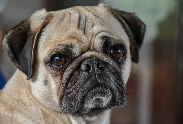 pug health problems